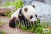 Schilderen op nummer Baby Panda