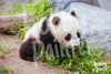 Diamond Painting Baby Panda