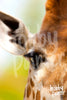 Schilderen op nummer Giraffe close-up