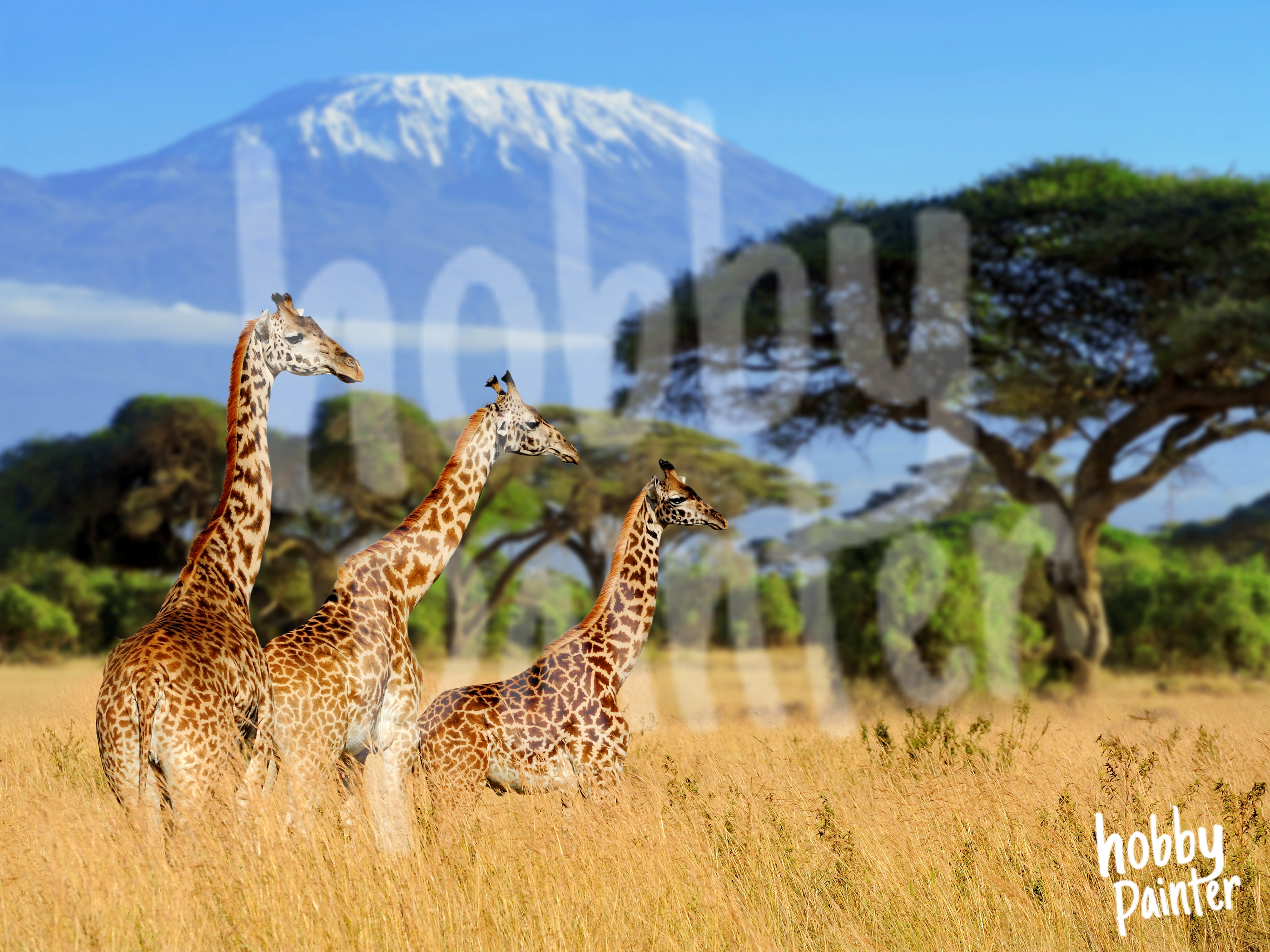Diamond Painting Giraffes bij Kilimanjaro