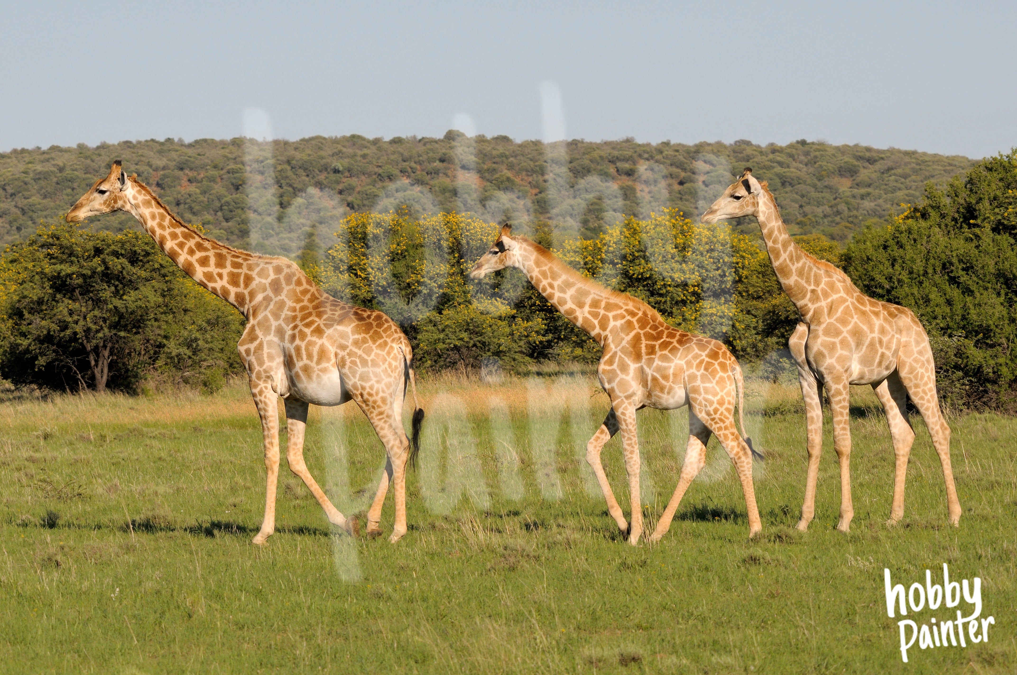 Diamond Painting Giraffes in Afrika