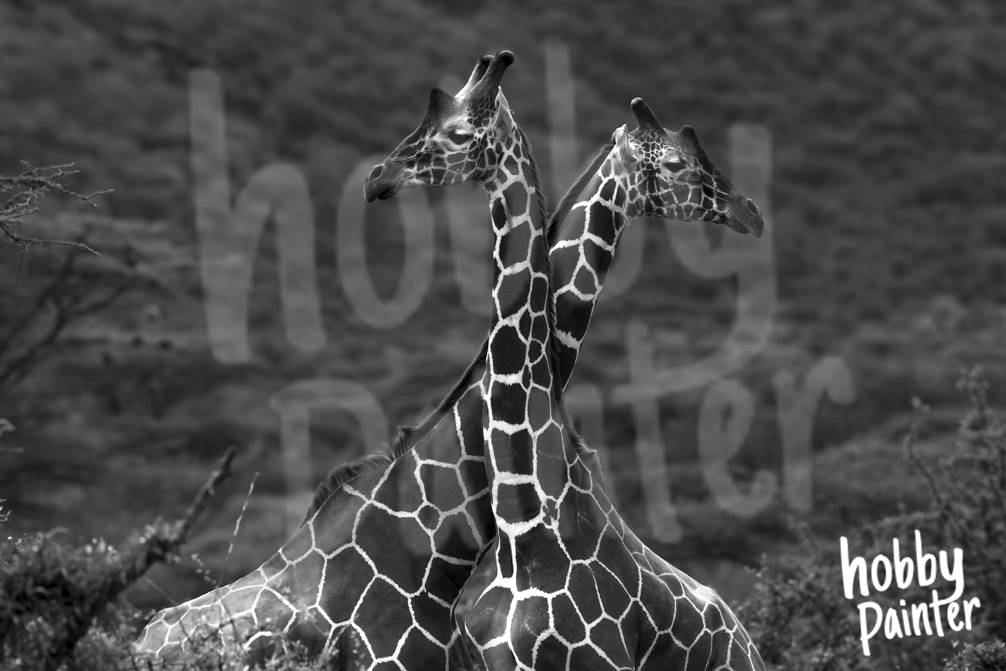 Diamond Painting Giraffes in Zwart Wit
