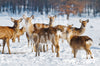 Diamond Painting Herten in de sneeuw