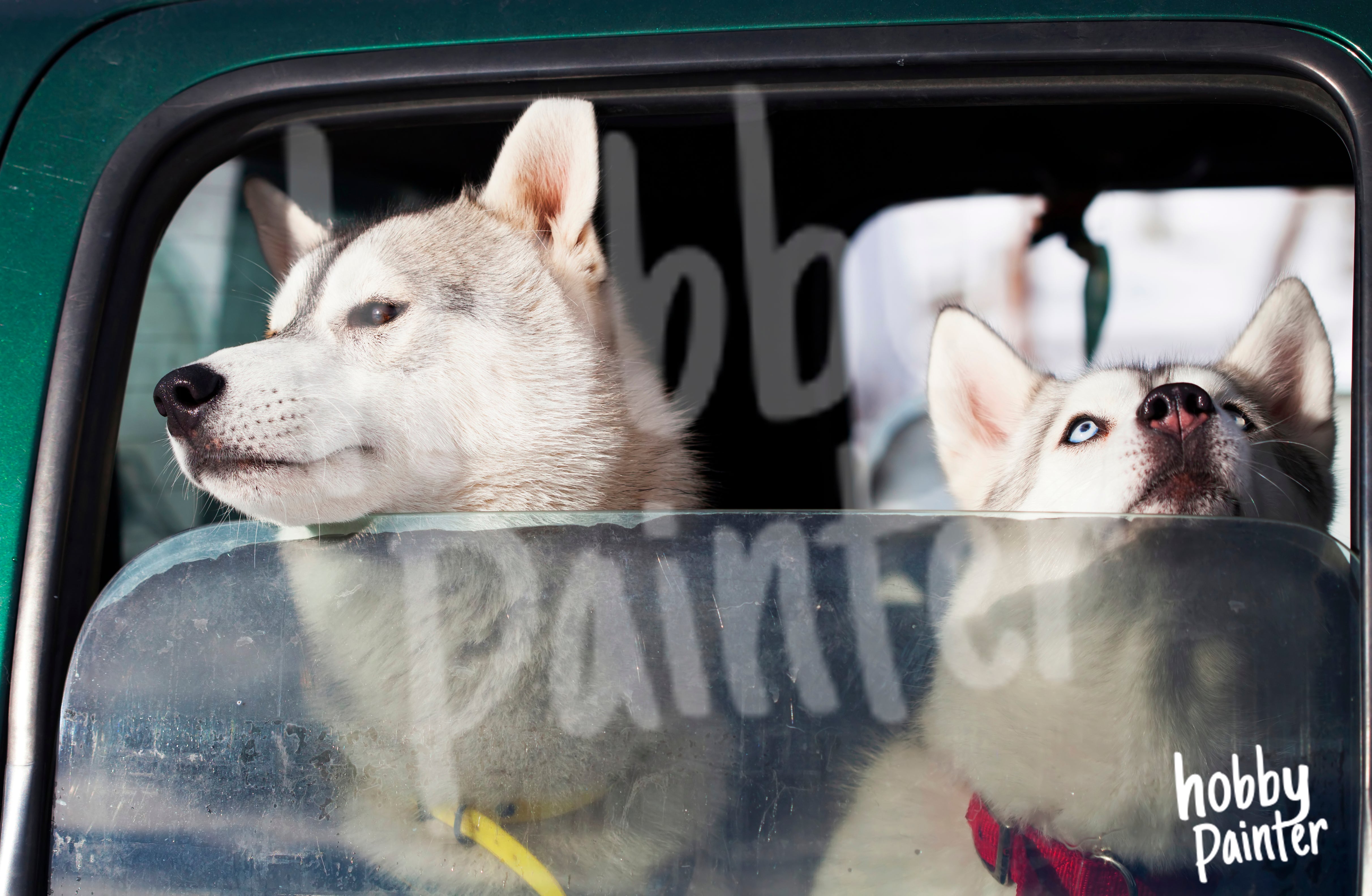 Diamond Painting Honden in de auto