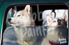 Schilderen op nummer Honden in de auto