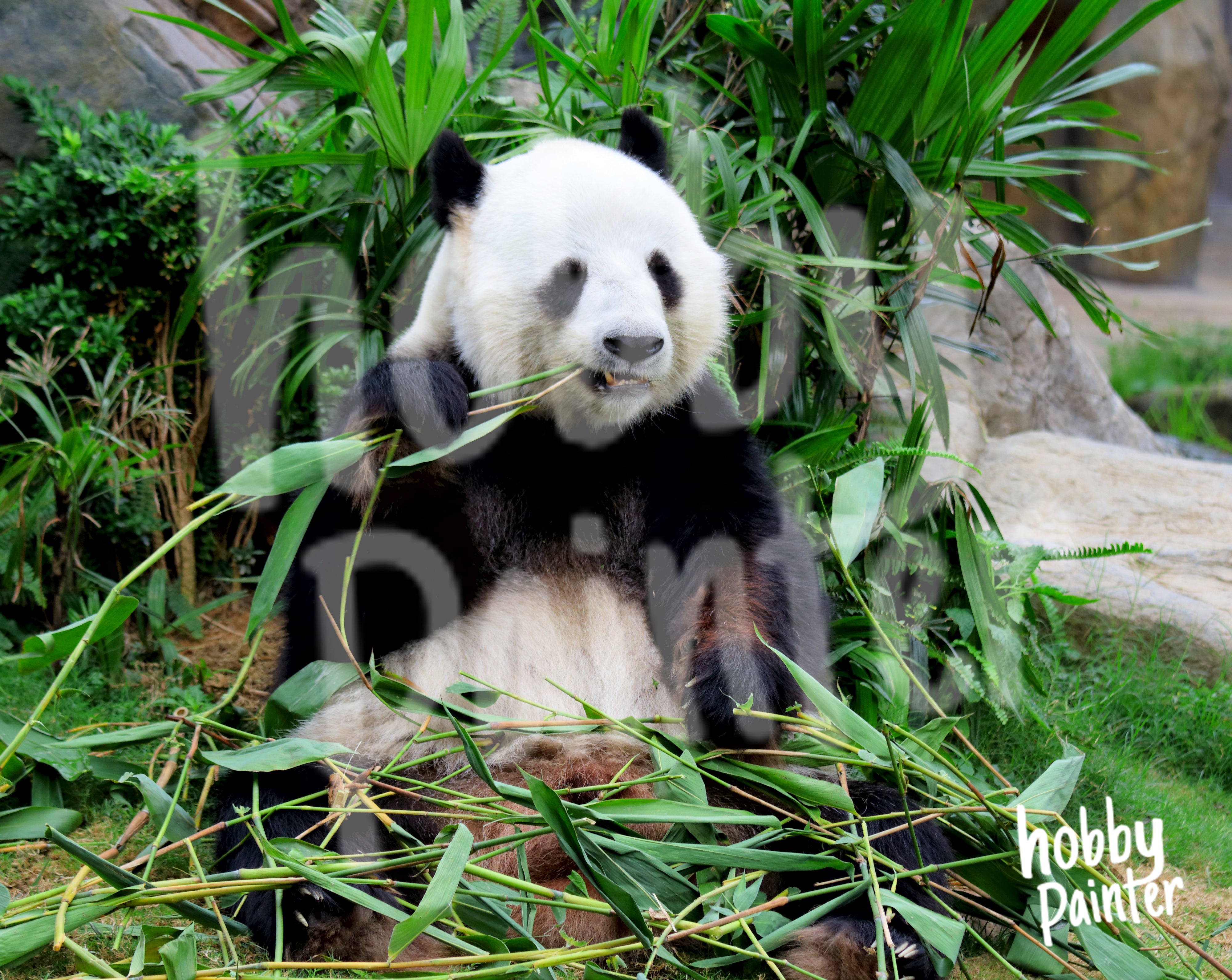 Diamond Painting Panda eet bamboe