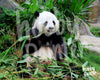 Schilderen op nummer Panda eet bamboe