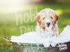 Schilderen op nummer Puppy in bad