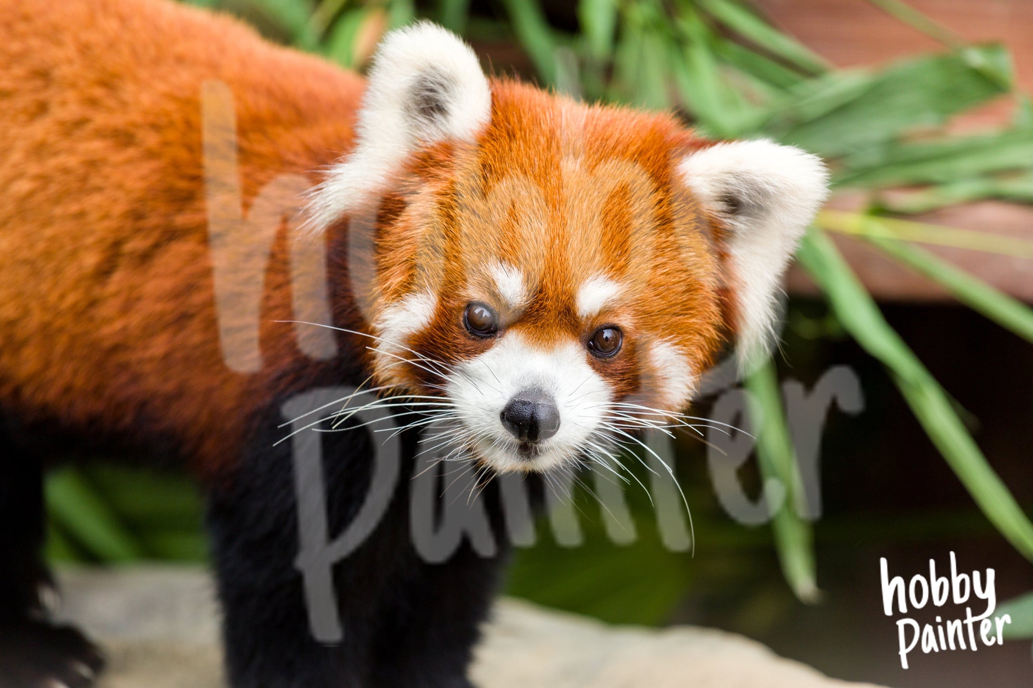 Schilderen op Nummer Panda collectie | Hobby Painter
