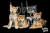 Schilderen op nummer Shiba Inu puppies