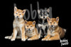Diamond Painting Shiba Inu puppies
