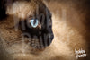 Schilderen op nummer Siamese Kat Closeup