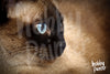Afbeelding laden in Galerijviewer, Diamond Painting Siamese Kat Closeup