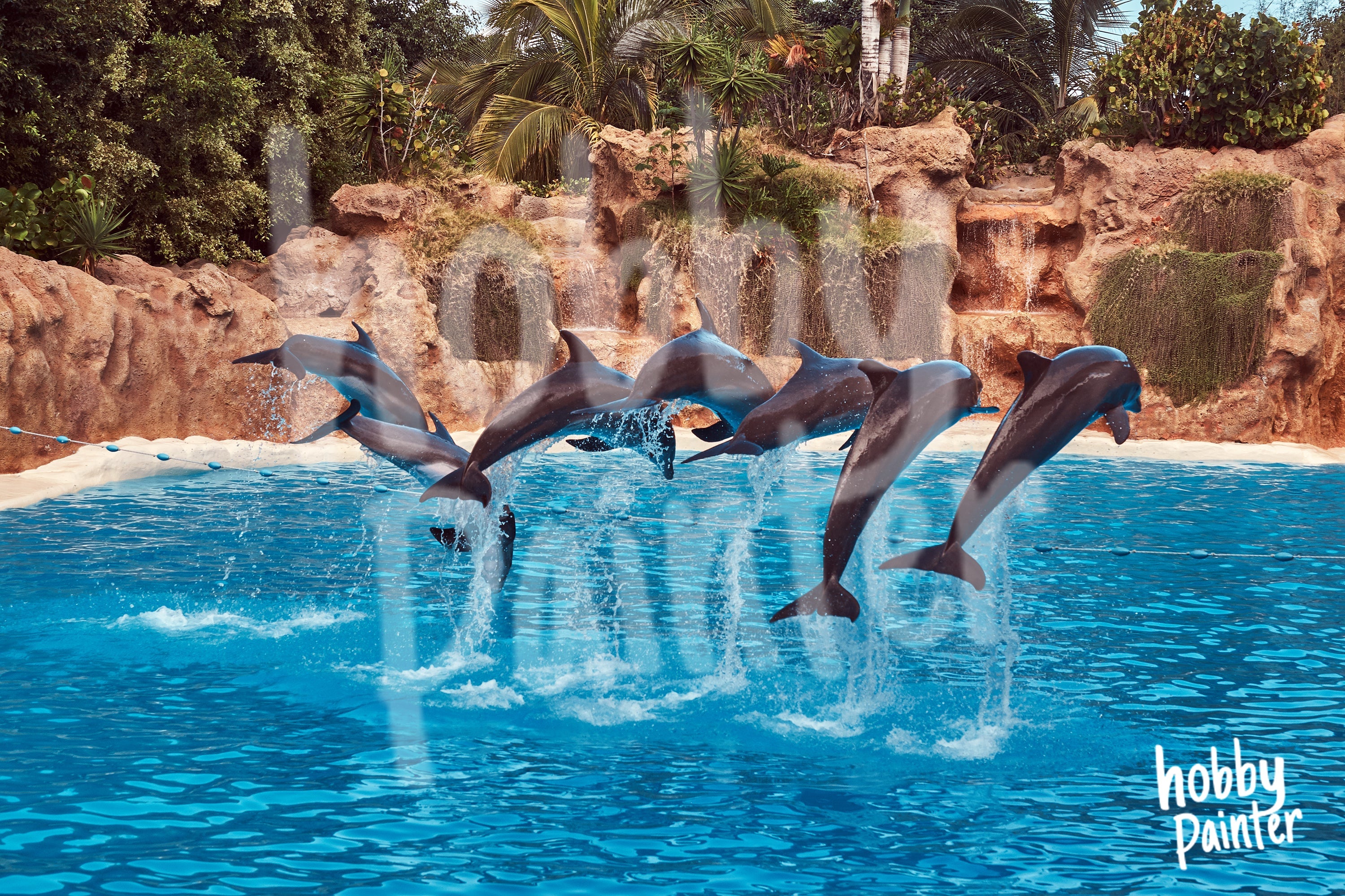 Schilderen op nummer Springende Dolfijnen