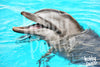Schilderen op nummer Vriendelijke dolfijn