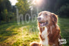 Schilderen op nummer Vrolijke hond