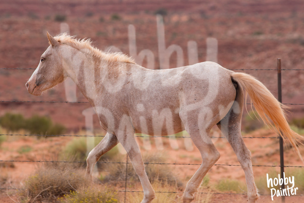 Schilderen op nummer Wit Paard-Hobby Painter