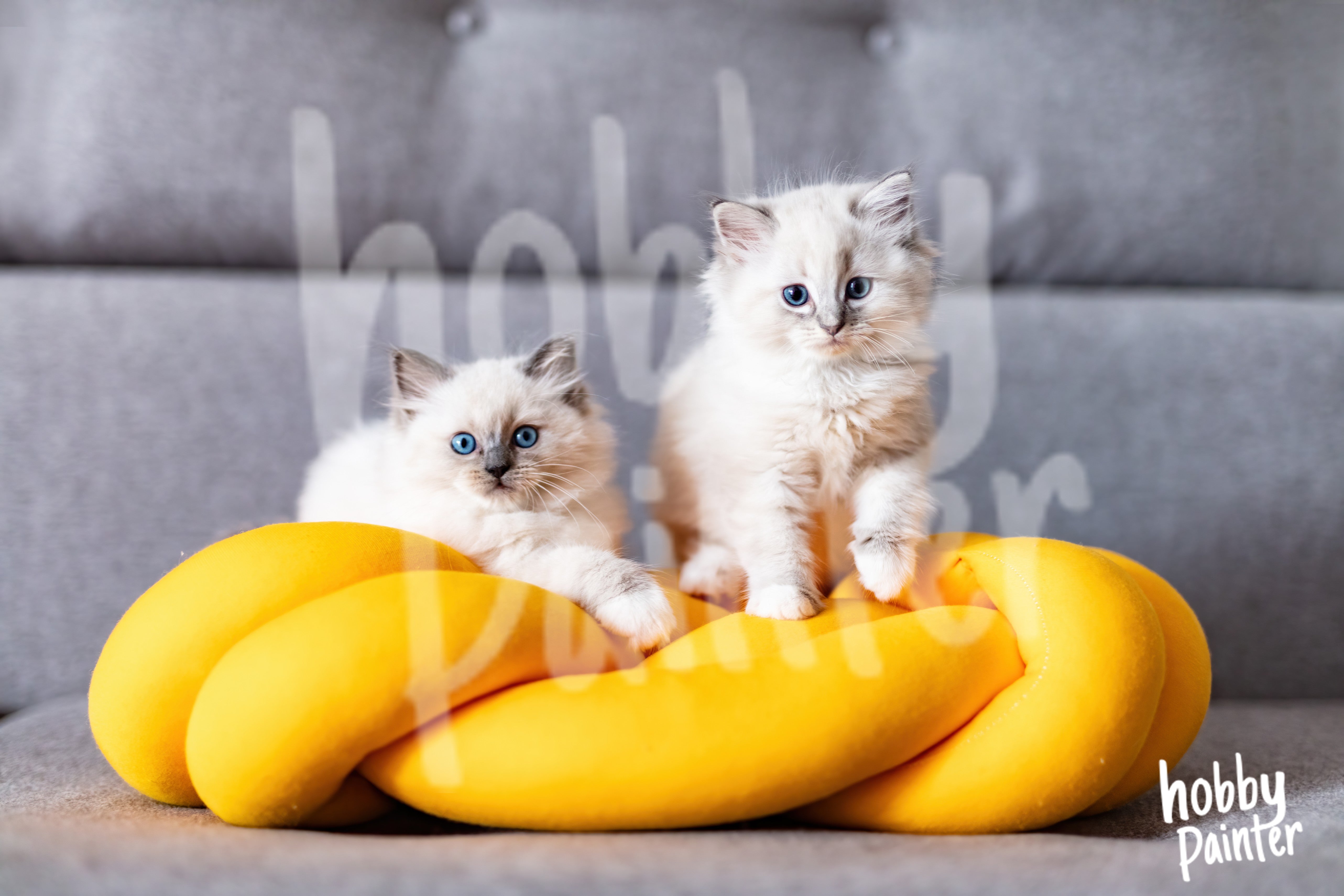 Schilderen op nummer Witte ragdoll kittens
