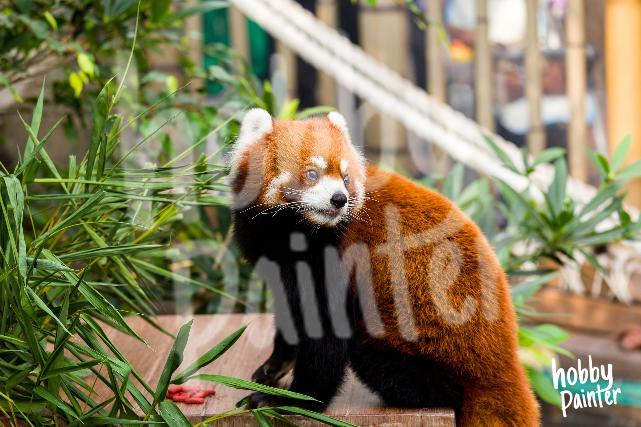 Schilderen op Nummer Panda collectie | Hobby Painter