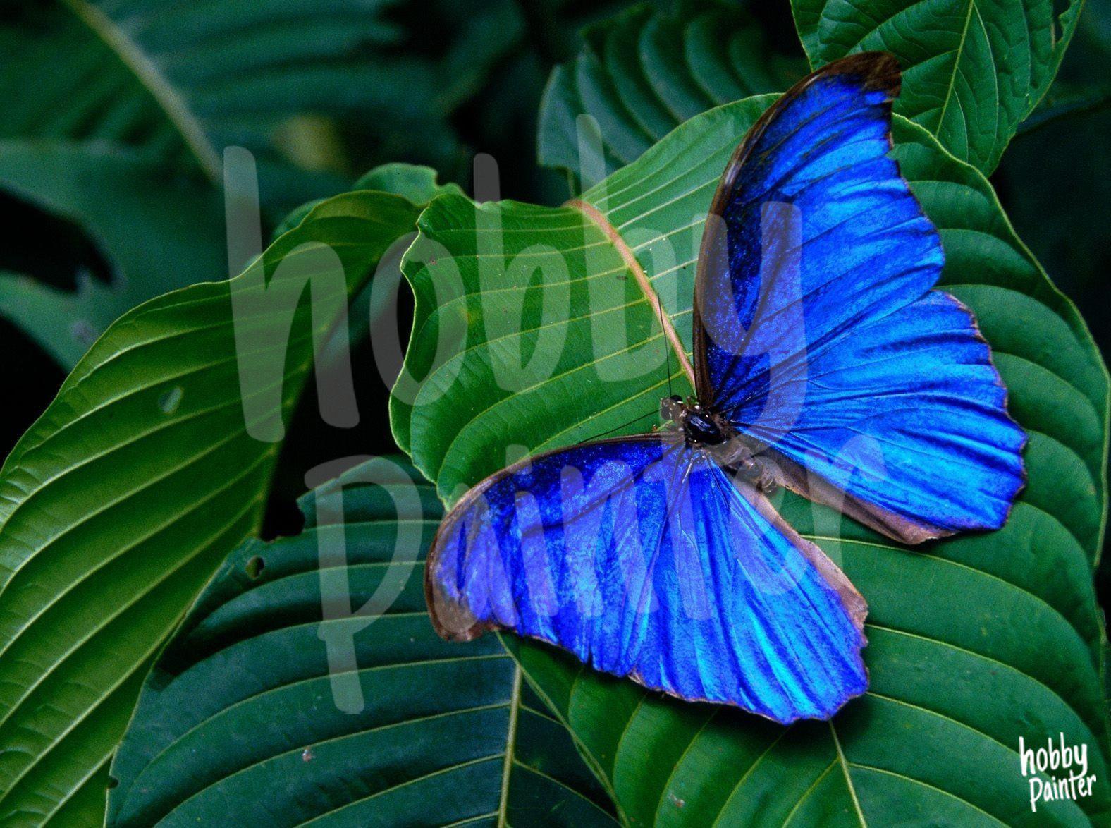 Diamond Painting Blauwe vlinder voorbeeld Hobby Painter