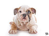 Afbeelding laden in Galerijviewer, Diamond Painting Engelse bulldog liggend voorbeeld Hobby Painter
