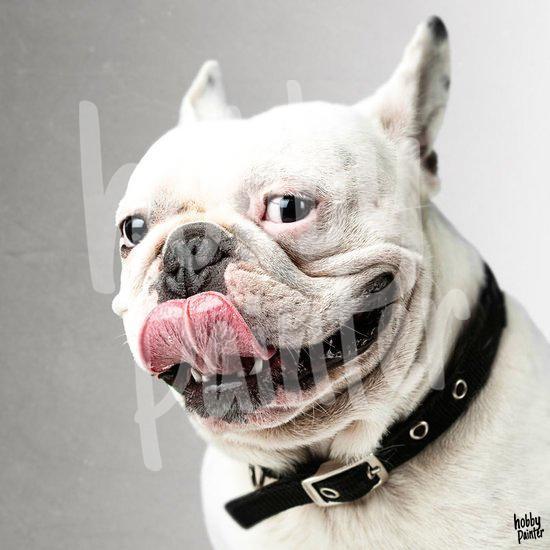 Diamond Painting Engelse Bulldog tong uitsteken voorbeeld Hobby Painter