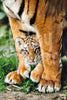 Diamond Painting Kitten tijger voorbeeld Hobby Painter