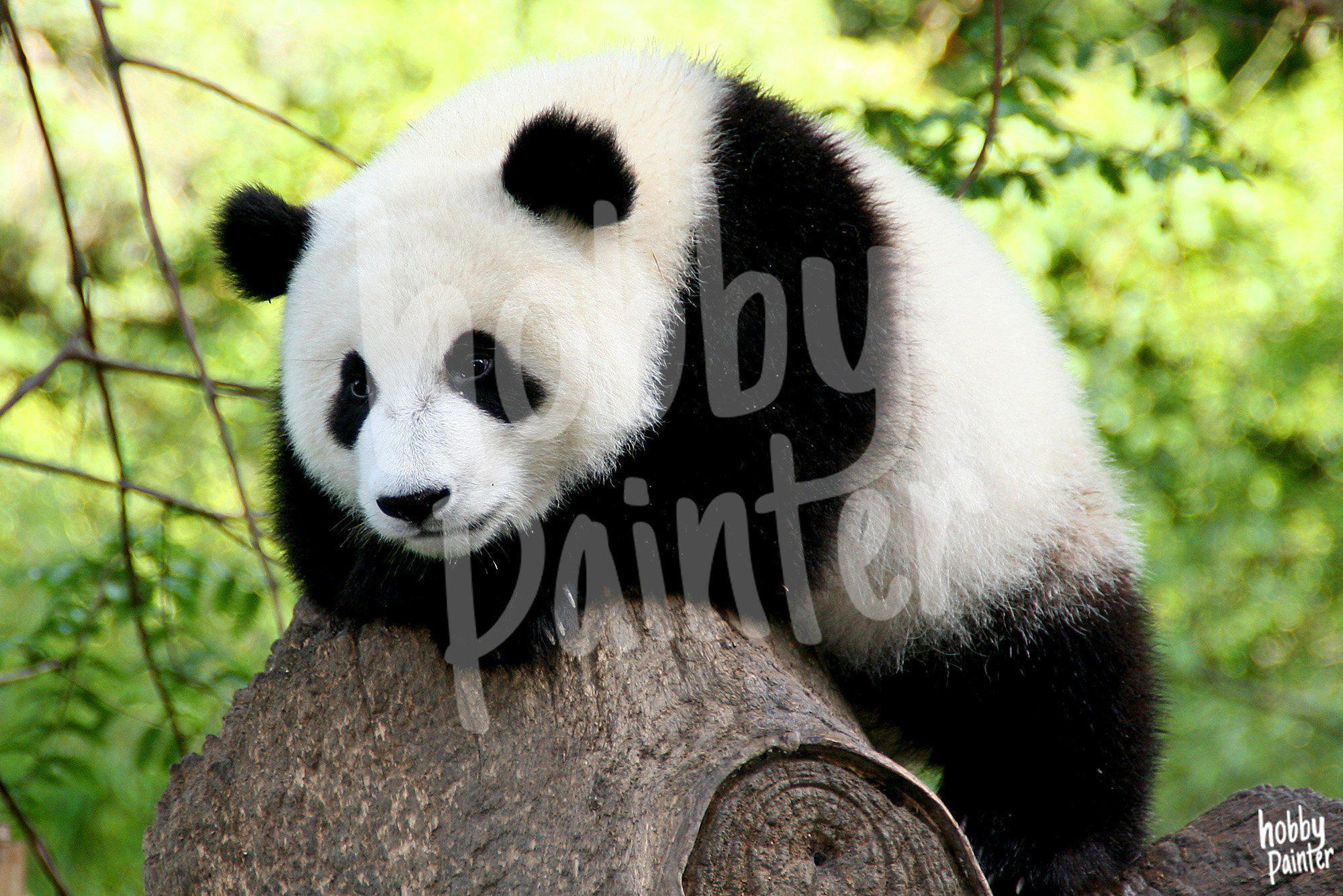 Diamond Painting Panda beer voorbeeld Hobby Painter