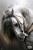 Diamond Painting Prachtige paarden voorbeeld Hobby Painter