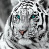 Diamond Painting Witte tijger voorbeeld Hobby Painter