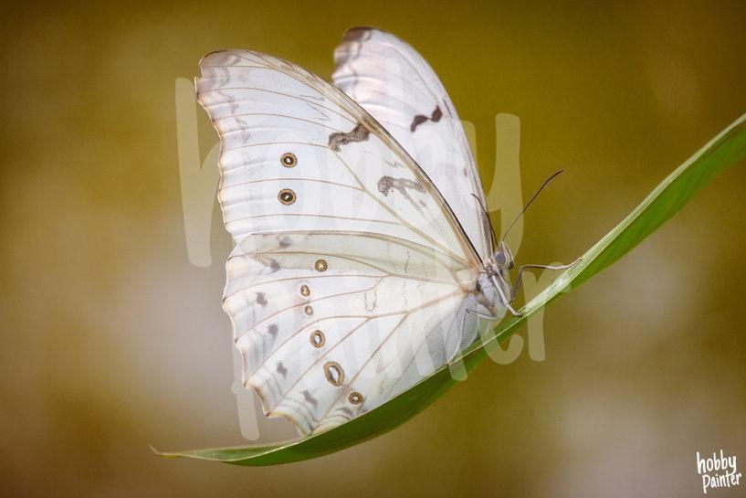 Diamond Painting Witte vlinder voorbeeld Hobby Painter