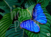Schilderen op nummer Blauwe vlinder voorbeeld Hobby Painter
