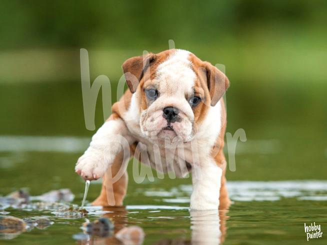 Schilderen op nummer Engelse bulldog in water voorbeeld Hobby Painter