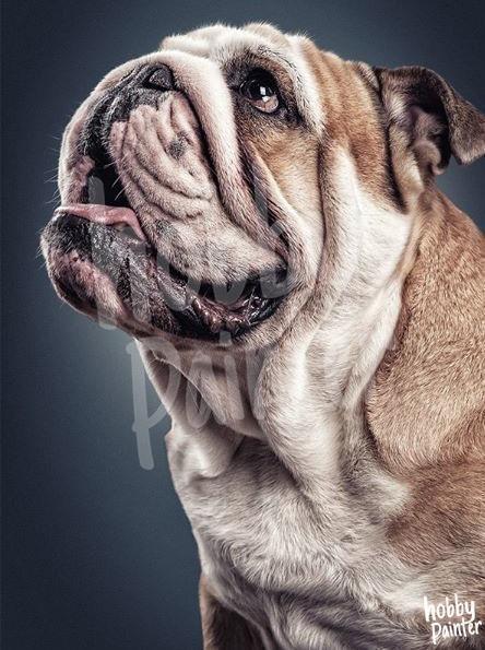 Schilderen op nummer Engelse Bulldog voorbeeld Hobby Painter