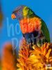 Schilderen op nummer Gekleurde vogel voorbeeld Hobby Painter