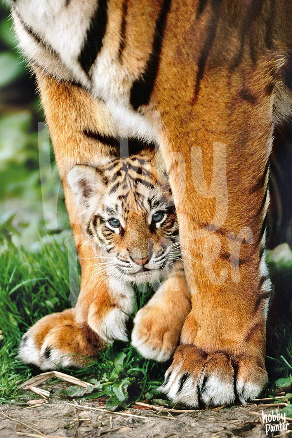 Schilderen op nummer Kitten tijger voorbeeld Hobby Painter