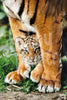 Schilderen op nummer Kitten tijger voorbeeld Hobby Painter
