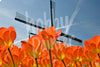 Schilderen op nummer Oranje tulpen voorbeeld Hobby Painter