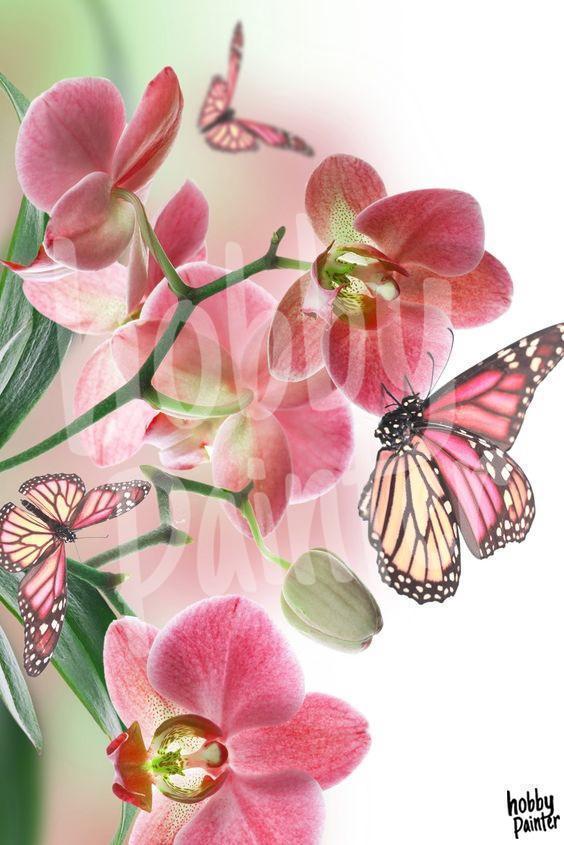 Schilderen op nummer Orchidee vlinder voorbeeld Hobby Painter