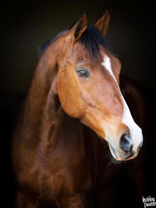 Schilderen op nummer Paard voorbeeld Hobby Painter