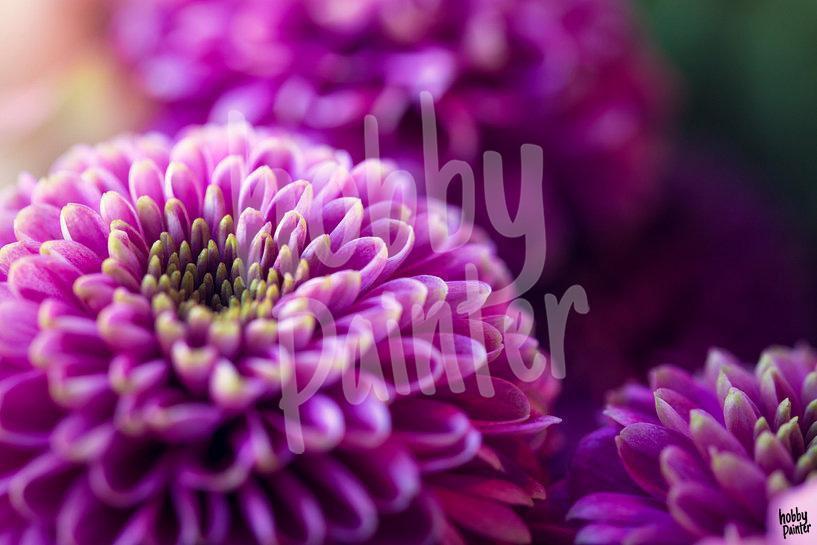 Paint by Numbers voor volwassenen, paarse bloemen, doe Paint by Numbers voor volwassenen, paarse bloemen, doe