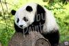 Schilderen op nummer Panda beer voorbeeld Hobby Painter