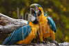 Schilderen op nummer Tropische vogel voorbeeld Hobby Painter