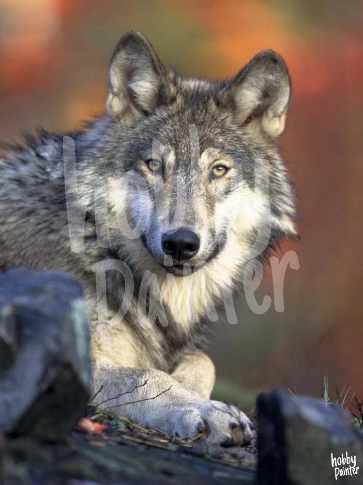 Schilderen op nummer Wolf voorbeeld Hobby Painter